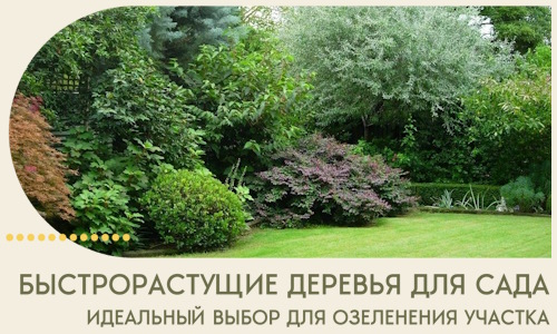 Быстрорастущие деревья для сада идеальный выбор в Королёве