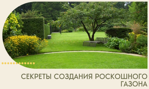Секреты создания роскошного газона в Королёве